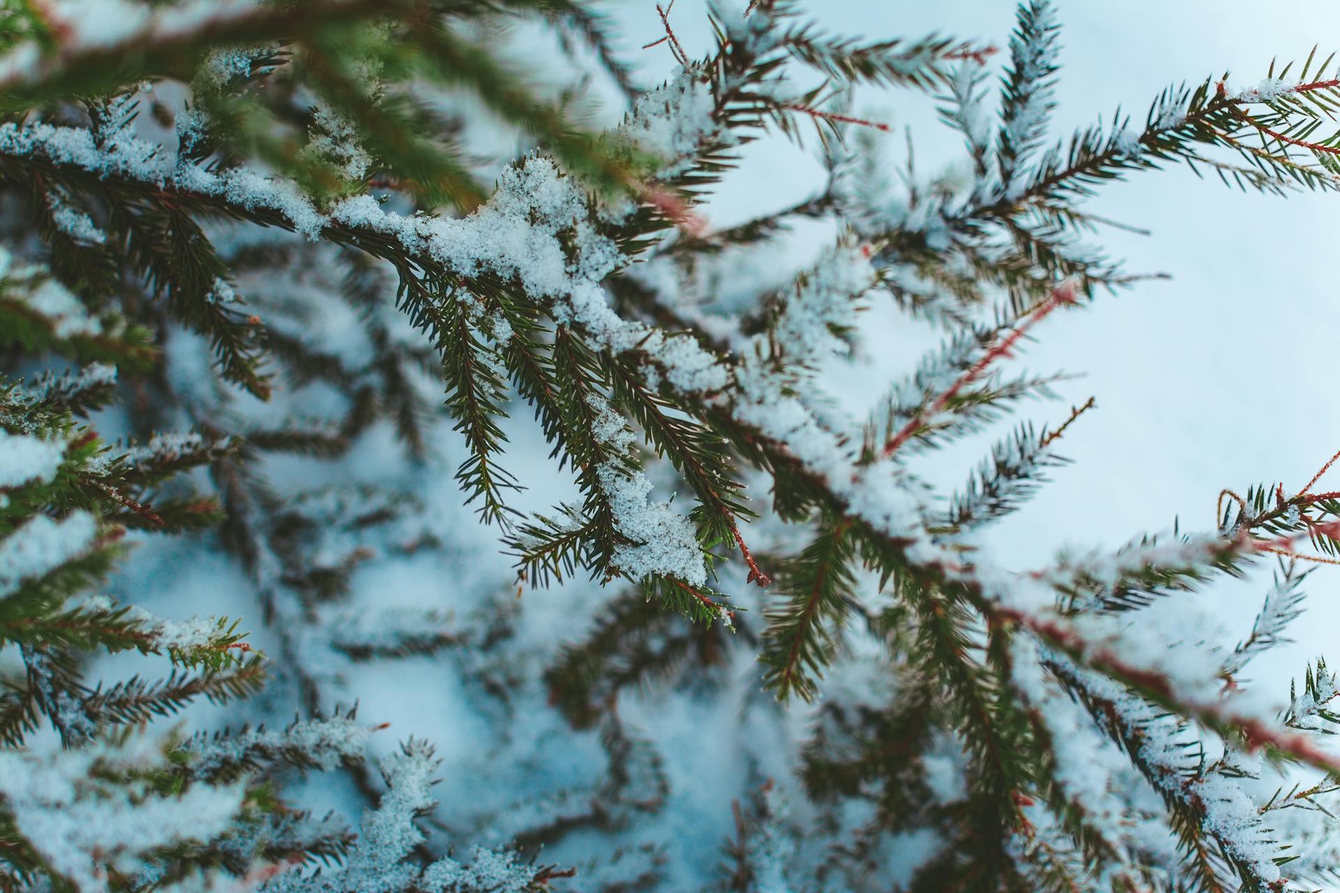 photo of winter snow boiler